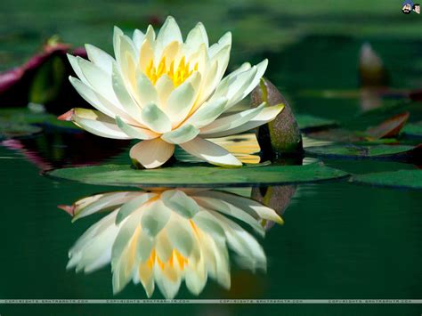 🔥 Download Water Lily Wallpaper By Conniep88 Water Lilies Wallpapers