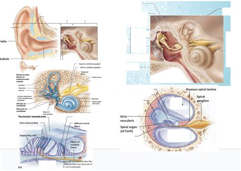 Special Senses Ear Diagram Quizlet