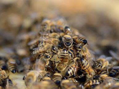 Abeilles en danger le coup de gueule d un apiculteur finistérien