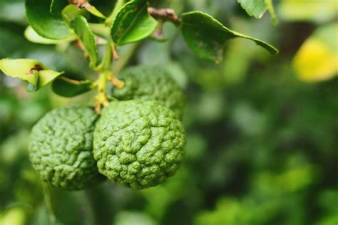 Bergamot Oranges Are Delicious Fruits That The Bergamot Tree Offers Us