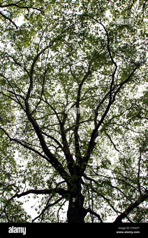 Tree Limbs Hi Res Stock Photography And Images Alamy