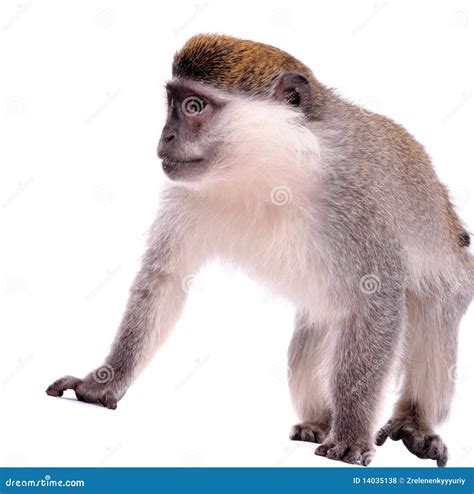 Monkey White Background Stock Photos Royalty Free Images