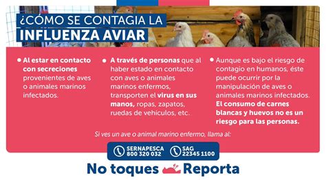 Ministerio de Salud on Twitter Cómo se contagia la InfluenzaAviar