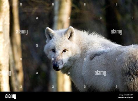 Arctic Wolf Canis Lupus Tundrarum Adult Stock Photo Alamy