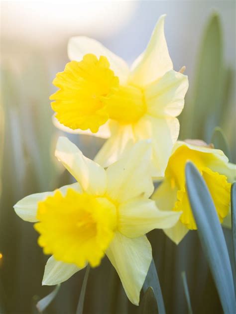 Flower Meaning and Symbolism: What do Daffodils Mean?