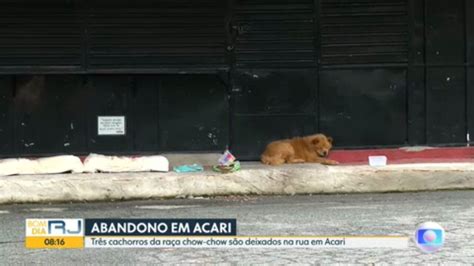 V Deo Tr S Cachorros Da Ra A Chow Chow S O Abandonados Na Rua Em Acari