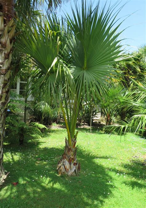 PALMS - Dwarf Palmetto Palm - Sabal Minor