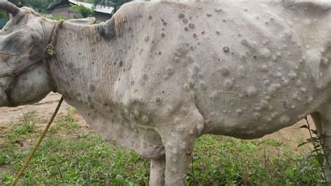 More Than 3300 Cattle Found Infected With Lumpy Skin Disease In Mp So