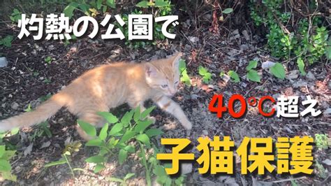 炎天下で鳴いていた子猫を家に連れて帰りました。捨て猫 子猫のいる生活 保護猫 動物（犬・猫 他色々）【まとめ動画】