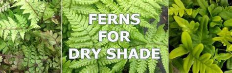 Best Ferns To Grow In Dry Shady Areas Of The Garden Uk