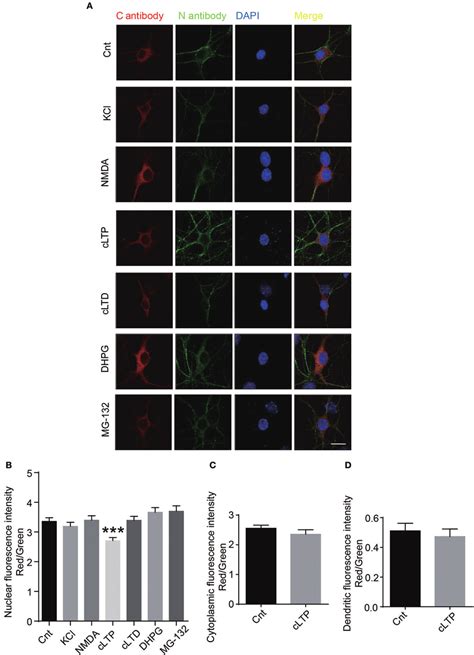 Neuronal Activity Regulates The Cleavage Of Glun1 A The Primary