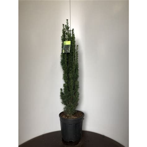 Taxus B Fastigiata Robusta 10337837 FloraXchange