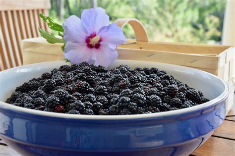 Ma Confiture De M Res Sauvages Les Menus Plaisir