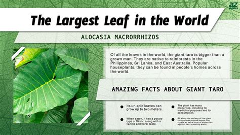 The Largest Leaf In The World Is Bigger Than A Grown Man A Z Animals