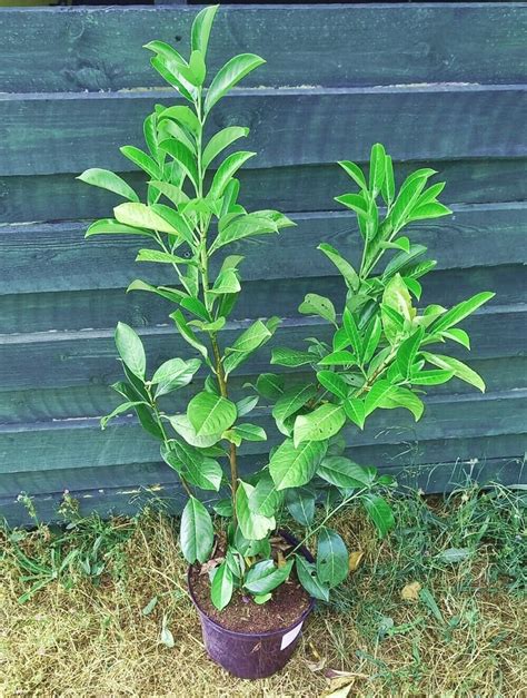 Potted Cherry Laurel Hedging Plants Cm Prunus Rotundifolia