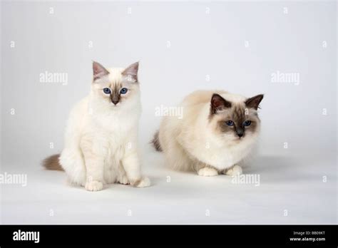 Sacred Cats Of Birma Blue Point And Blue Tabby Point Month Birman