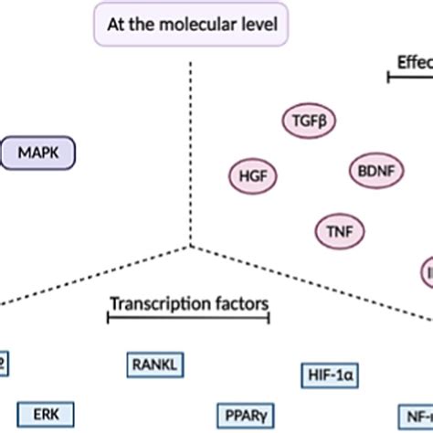 Schematic Representation For Radiation Induced Signaling And Effector