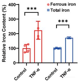 Cell Ferrous Iron Colorimetric Assay Kit Elabscience Biomol