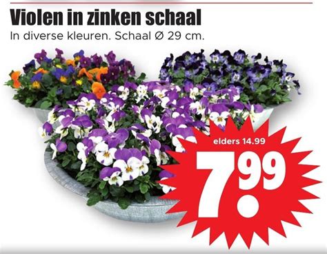 Violen In Zinken Schaal Cm Aanbieding Bij Dirk