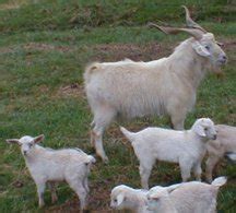 vet.medicine.animal.blog: Breeds of Goats 2 (Meat Goats)