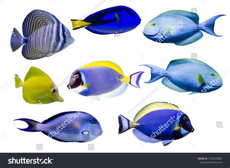 Various Species Surgeonfish Such Blue Red Stock Photo 1028329009 | Shutterstock