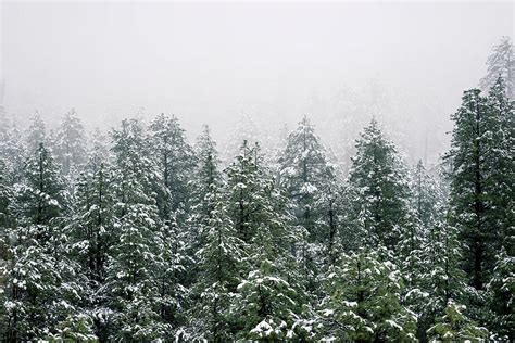 Snowy Pine trees Photograph by Artpics - Fine Art America