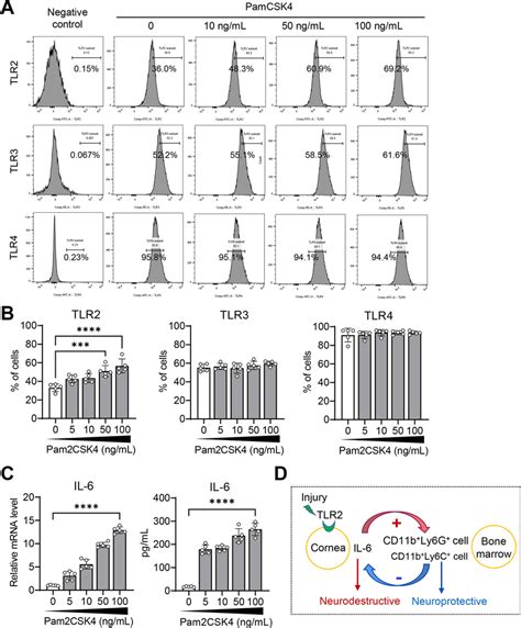 Corneal Stromal Fibroblasts Are Activated To Produce IL 6 By TLR2