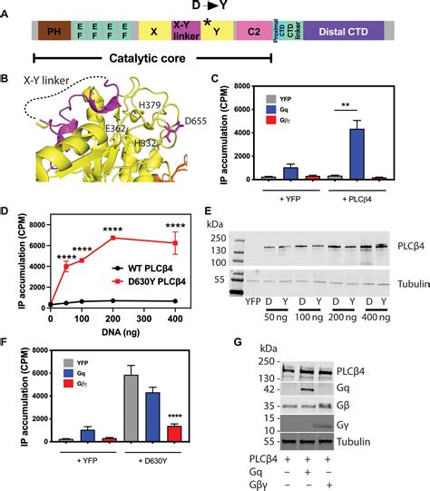 Uveal Melanomaassociated Mutations In Plcβ4 Are Constitutively