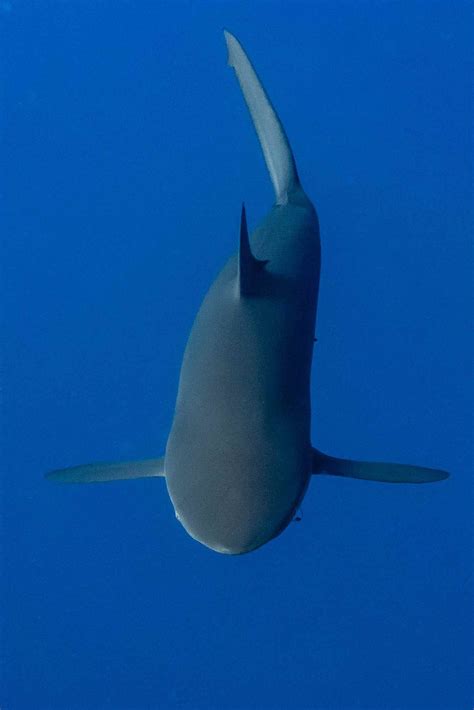 Sudan Diving – Run Across Nepal