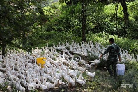 江西莲花：林下养鹅，促农增收央广网