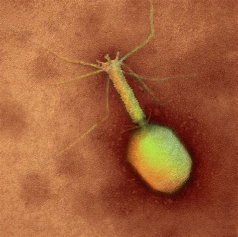 T4 Bacteriophage Photograph By Ami Imagesscience Photo Library Pixels