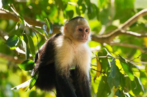 Are Capuchin Monkeys Smart