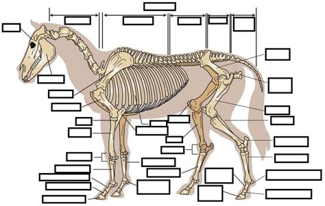 Equine Skeleton Diagram Quizlet