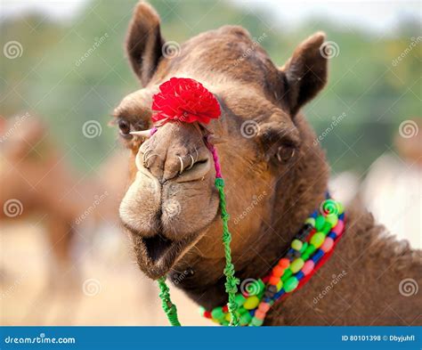 Decorated Camel at the Pushkar Fair. Rajasthan, India Stock Photo ...