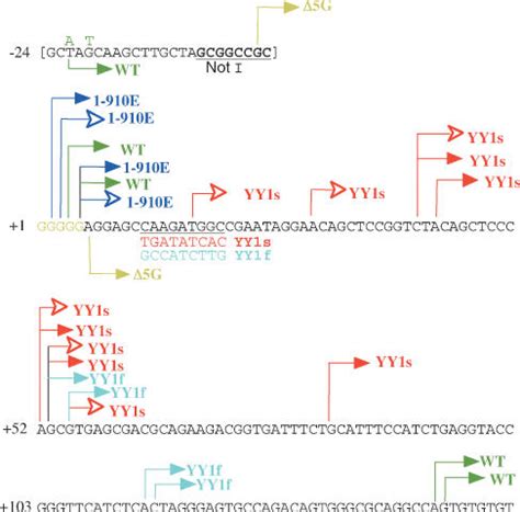 yy binding site  required  accurate human   transcription