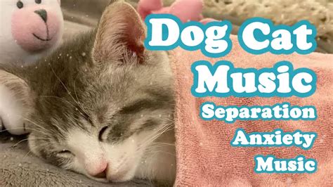 Best Deep Sleeping Music For Dogs And Cats🐶💖separation Anxiety😺 Youtube