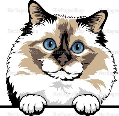 Birman Cat Breed Illustration Portrait Peeking Line Peekaboo Svg Png