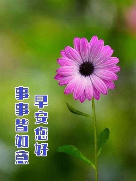 Pin by 莎莉 宋 on 一天 in 2022 Good morning greetings Morning greeting