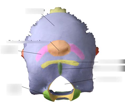 Posterior View Of The Occipital Bone With Major Bone Landmarks Diagram