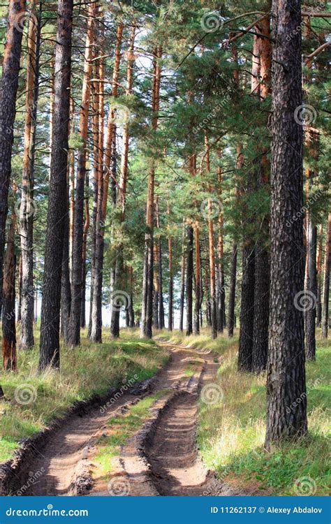 Wood Road Stock Image Image Of Summer Colorful Rural 11262137