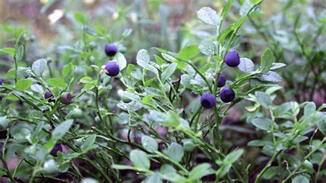 Best Blueberry Companion Plants To Grow And To Avoid