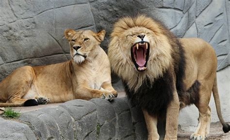 Images Gratuites faune zoo Afrique crinière prédateur Lion