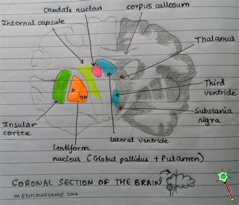 Medicowesome Coronal Section Of The Brain Highlighting Lentiform