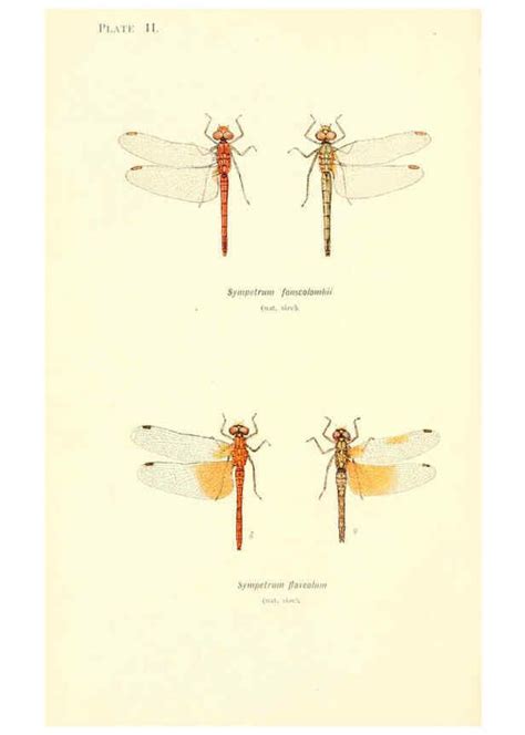 Reproducci N Reproduction British Dragonflies Odonata