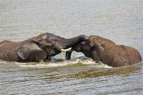 Free Images Water Adventure Wildlife Scenic Mammal Playing