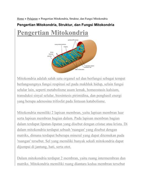 Gambar Sel Tumbuhan Lengkap: Fungsi Mitokondria Pada Sel Tumbuhan Adalah