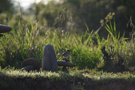 Burung Batu Alam Foto Gratis Di Pixabay Pixabay