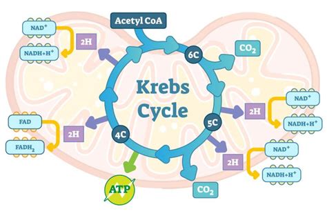 Soal Uas Biologi Siklus Krebs Katabolisme Karbohidrat Halaman All