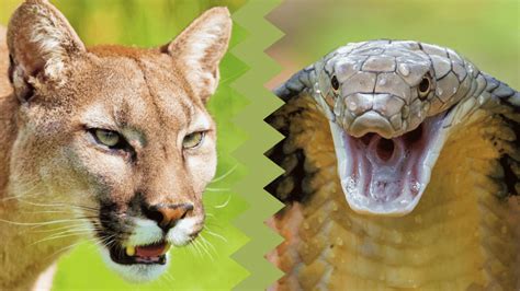 Animal Comparison - Animals Around The Globe