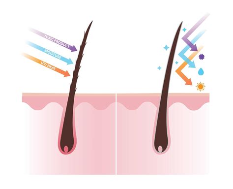 Comparison of damaged and healthy hair shaft on scalp layer